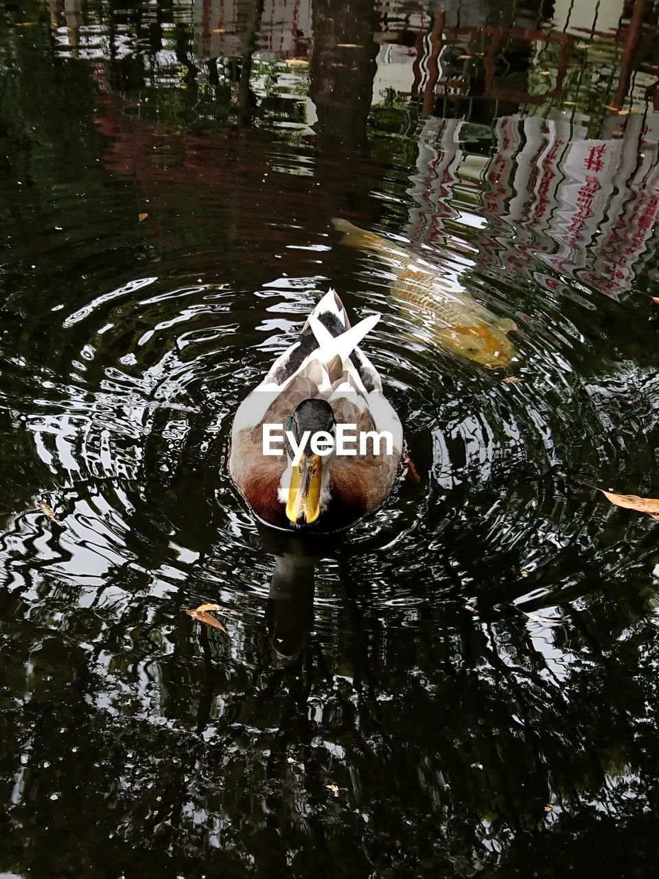 BIRD SWIMMING IN LAKE