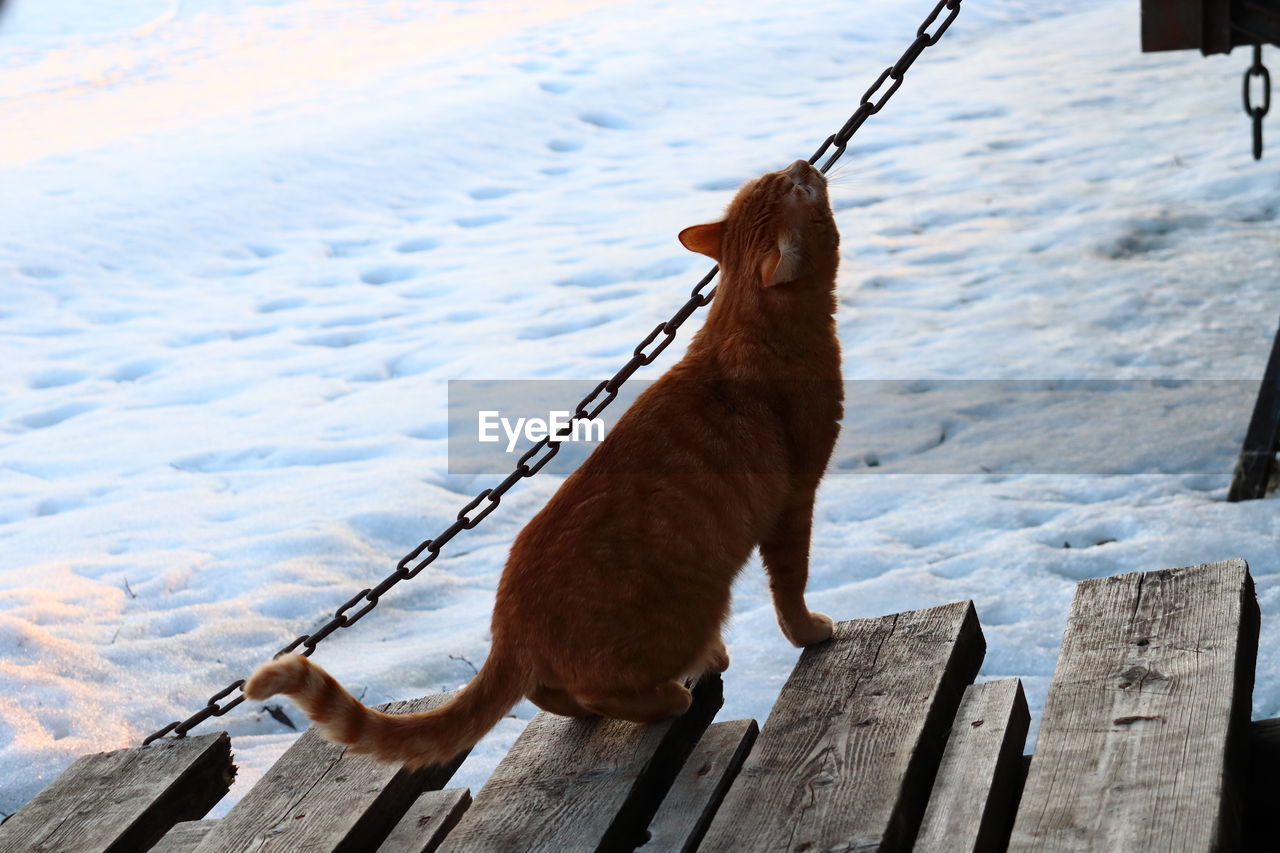 High angle view of cat on wood