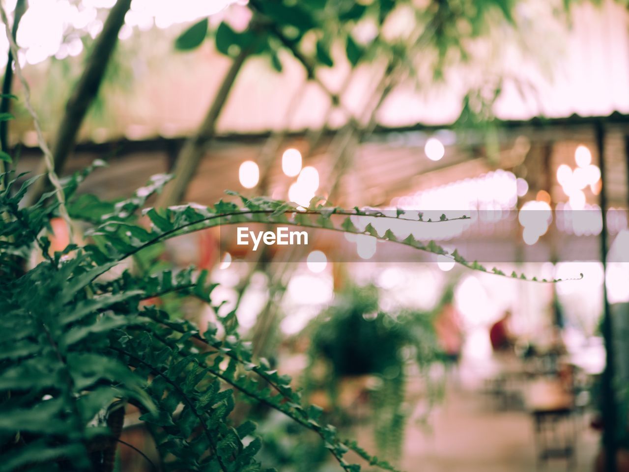 CLOSE-UP OF ILLUMINATED PLANT