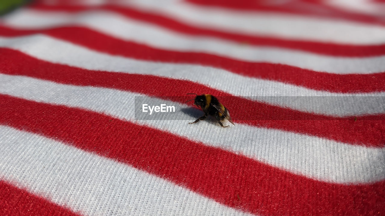 red, striped, animal themes, animal, one animal, animal wildlife, insect, wildlife, close-up, no people, white, textile, flag, pattern, patriotism, high angle view, flower, day