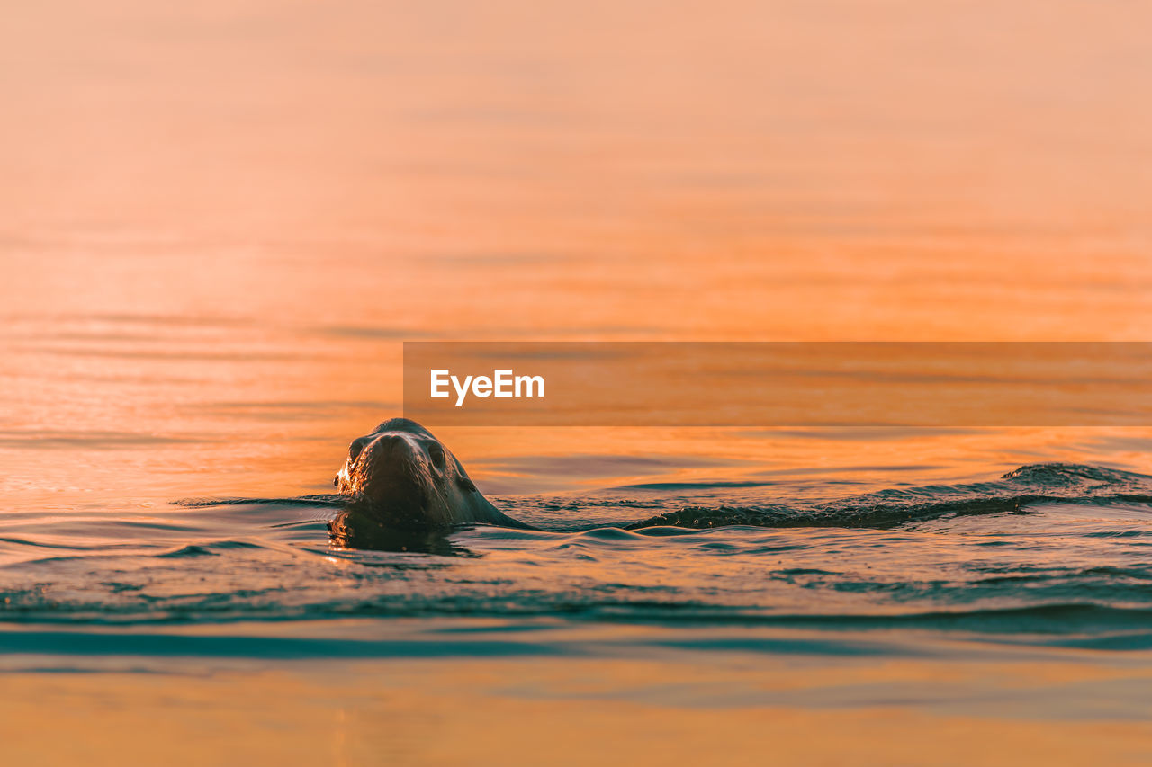 Aquatic mammal swimming in sea during sunset