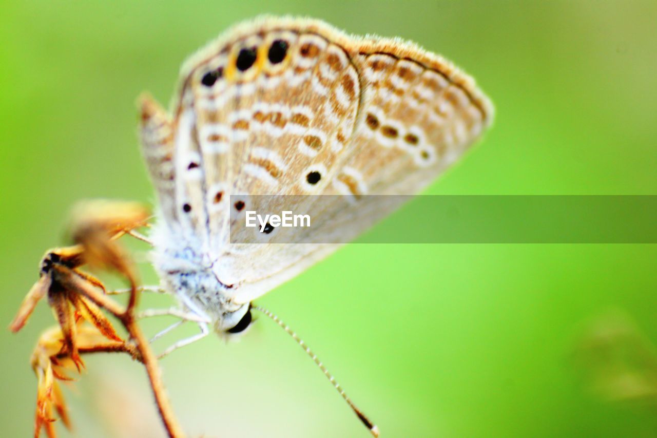 BUTTERFLY POLLINATING FLOWER