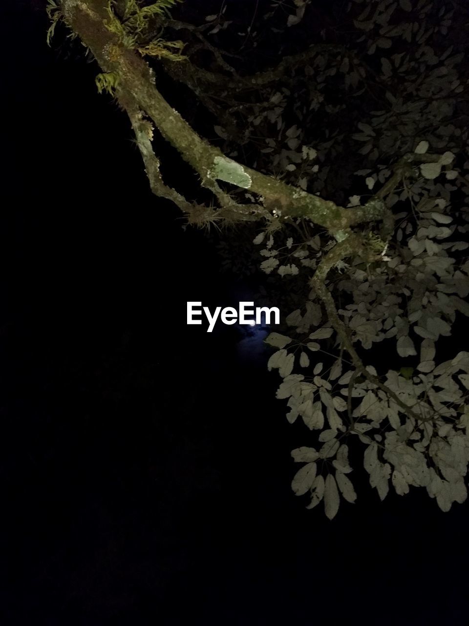 LOW ANGLE VIEW OF ILLUMINATED TREES AGAINST SKY AT NIGHT