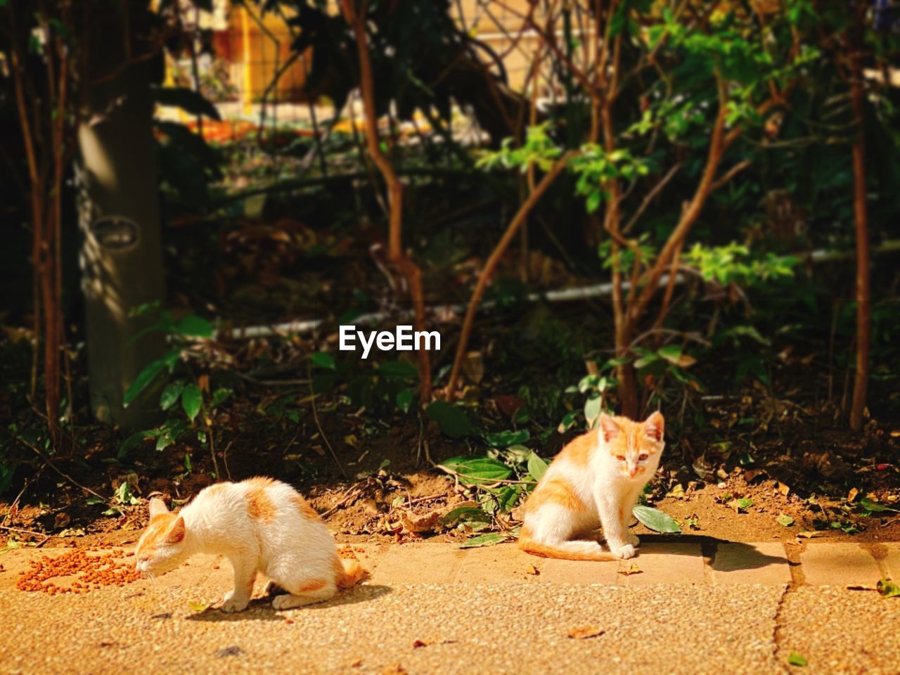 CATS SITTING ON FIELD