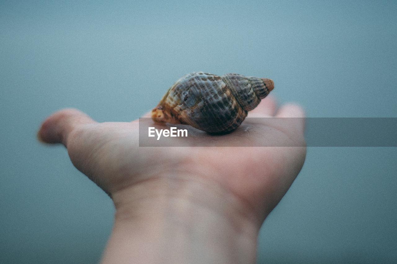 Cropped hand of person holding seashell