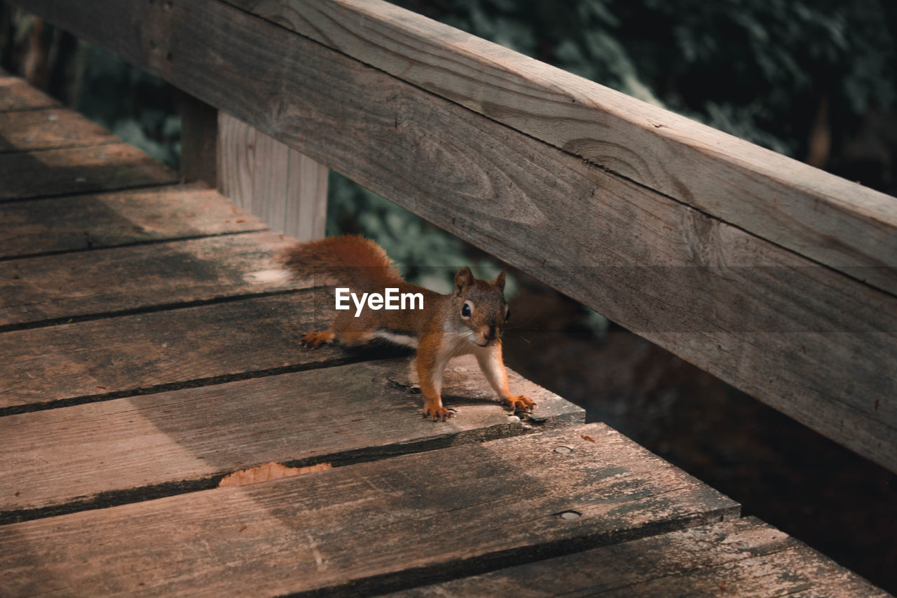 High angle view of squirrel on footbridge