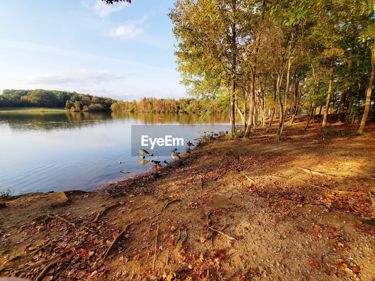 Scenic view of lake in forest