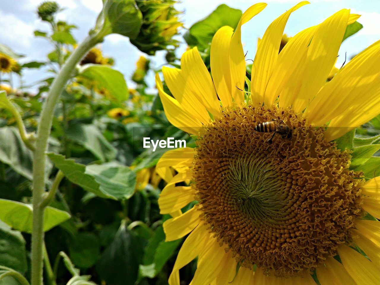 Insect of sunflower blooming in garden