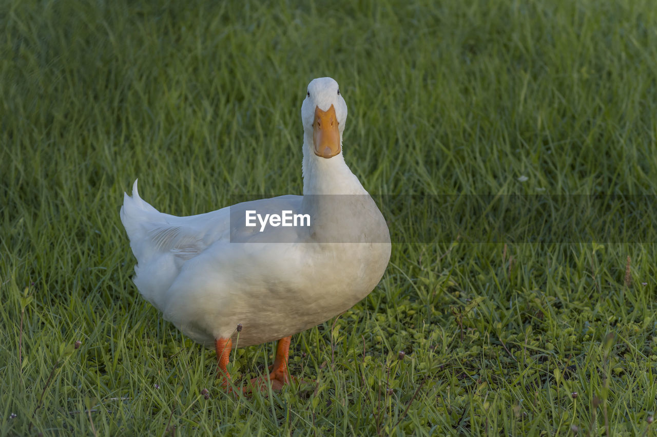 Close-up of a goose in a field
