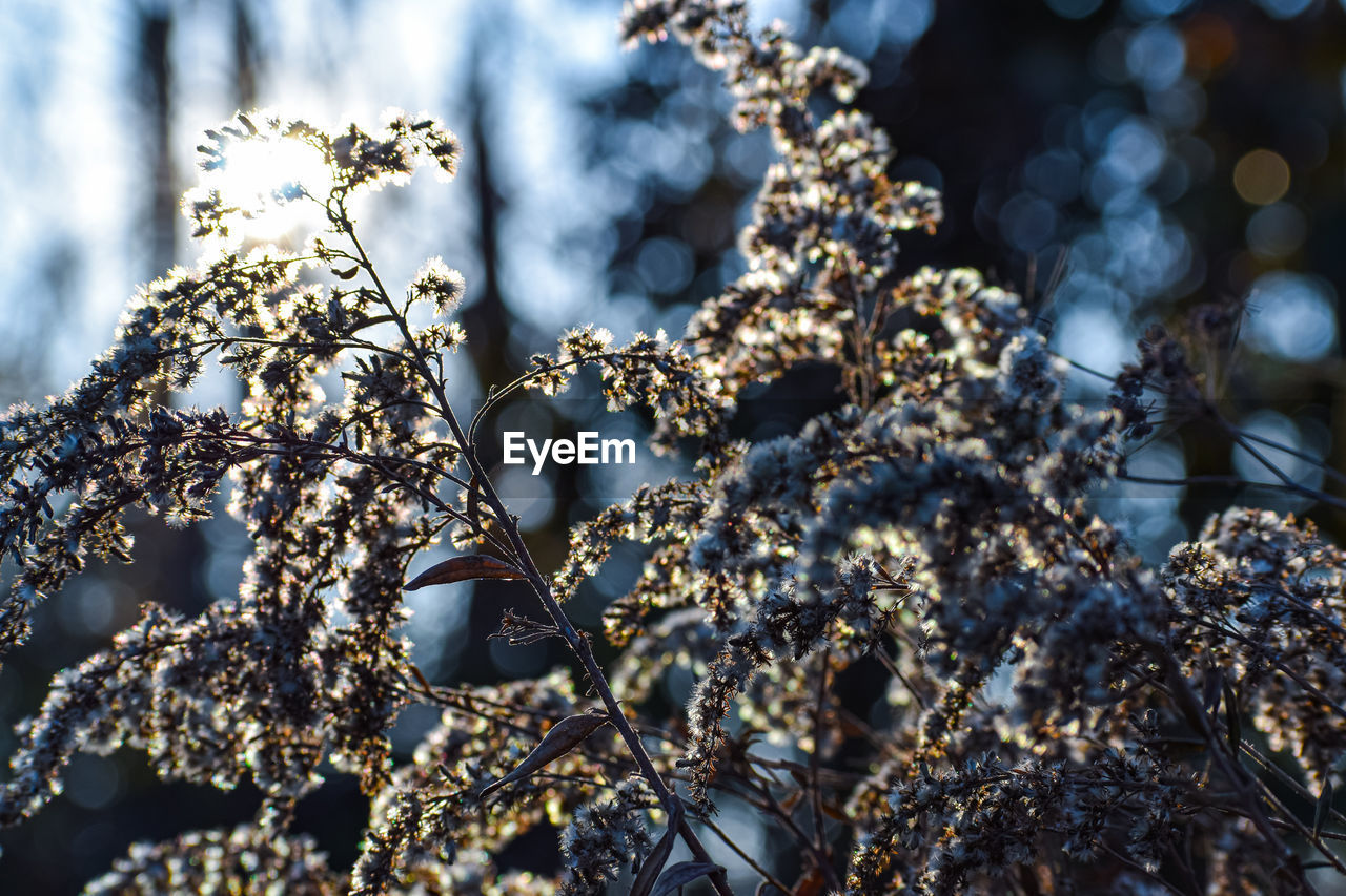 Low angle view of flowering plants against trees