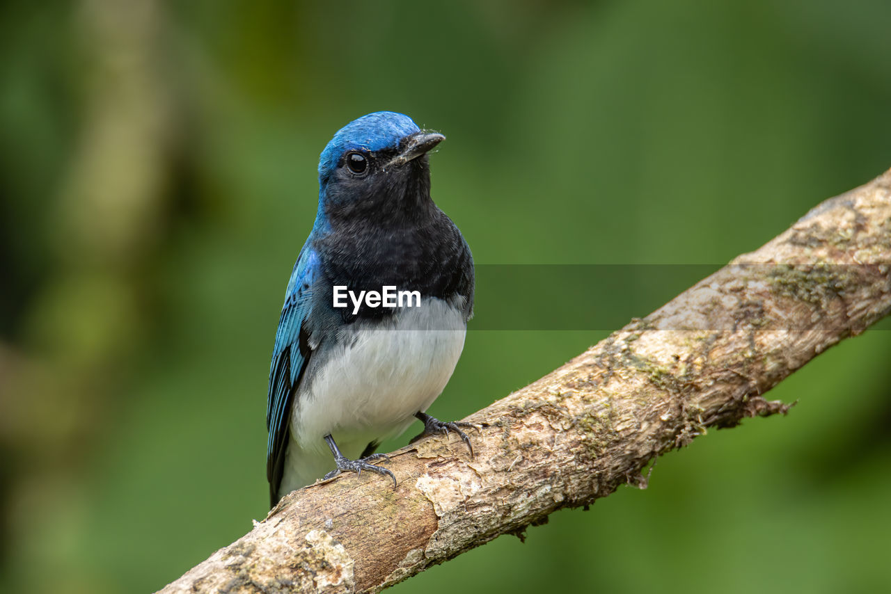 Blue-and-white flycatcher, japanese flycatcher male blue and white color perched on a tree