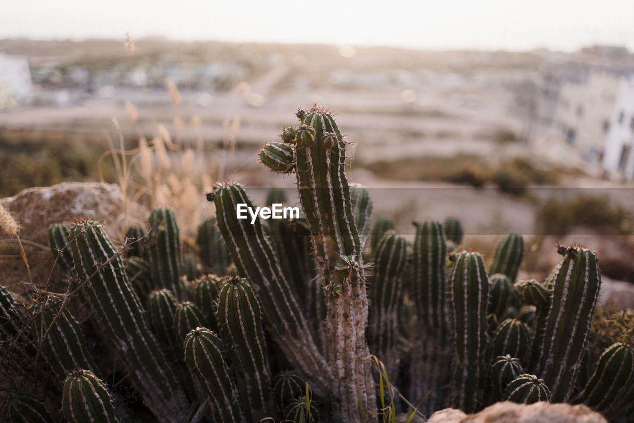 CLOSE-UP OF SUCCULENT PLANTS ON FIELD