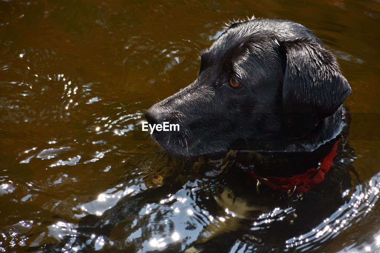 Close-up of wet dog in lake