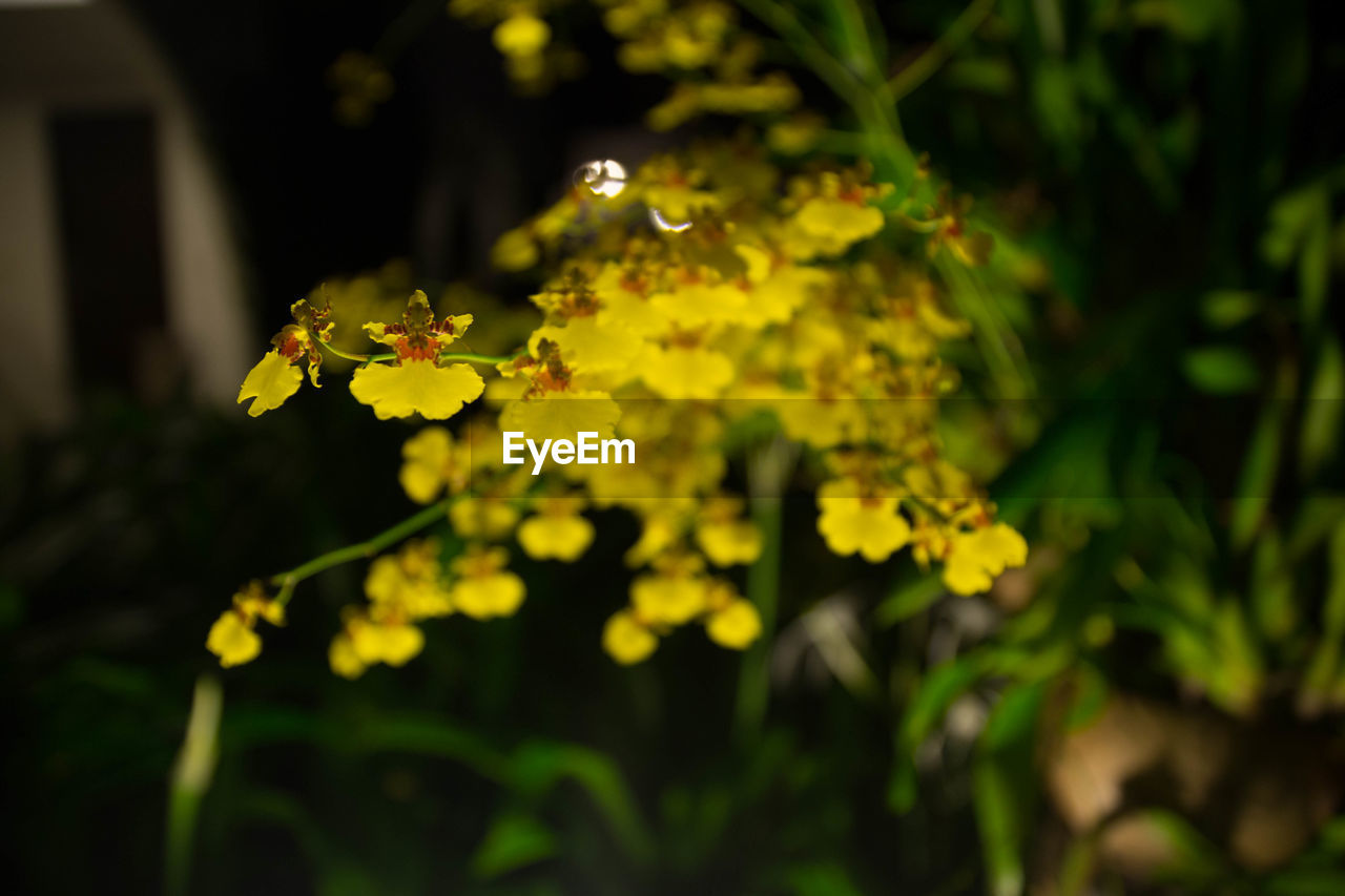CLOSE-UP OF YELLOW FLOWER