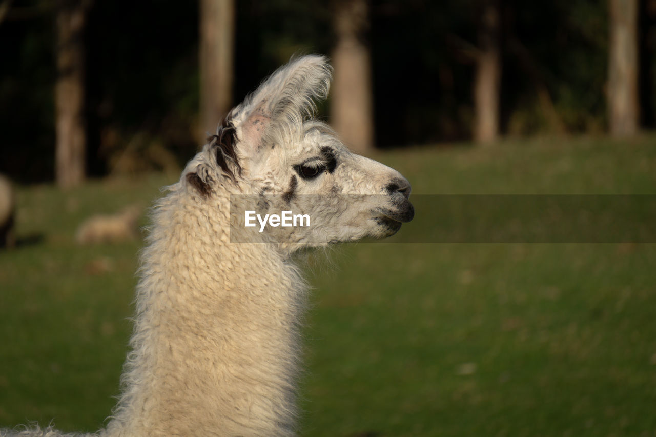 SIDE VIEW OF AN ANIMAL LOOKING AWAY
