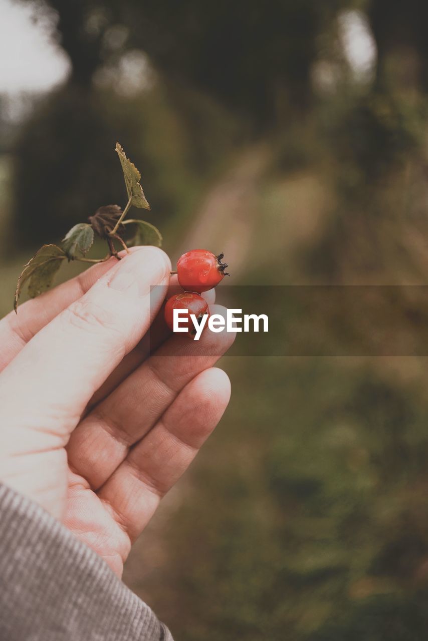 close-up of hand holding red flower