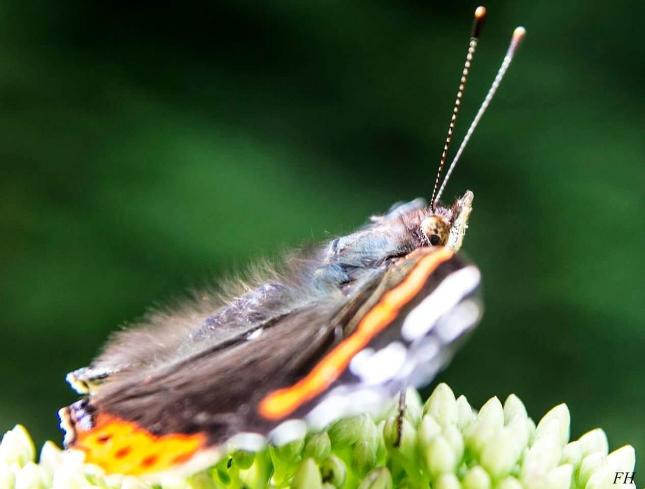 CLOSE-UP OF BUG ON FLOWER