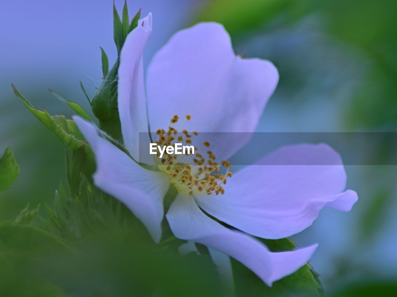 Close-up of a dog rose 