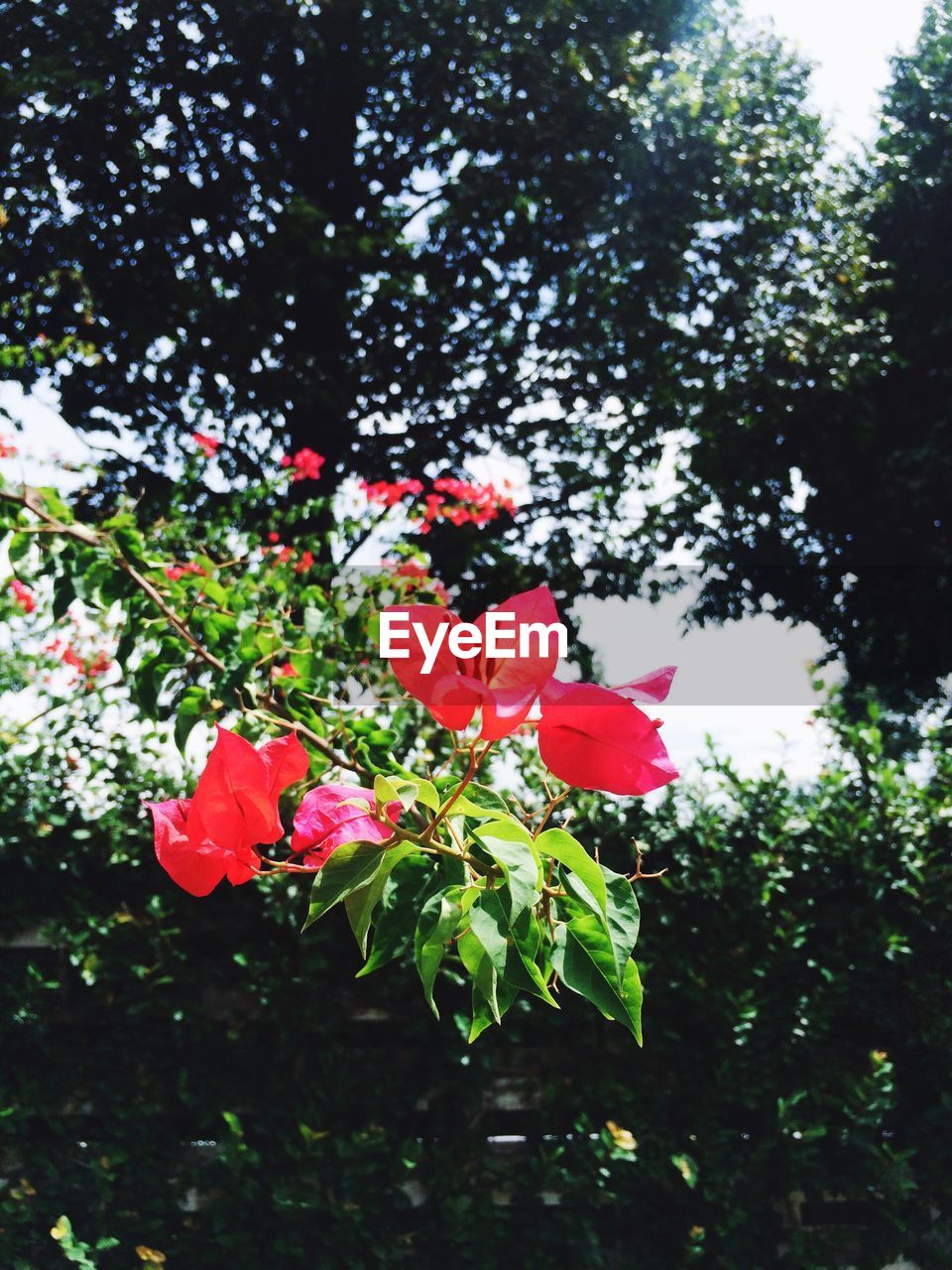 CLOSE-UP OF RED ROSE BLOOMING IN PARK