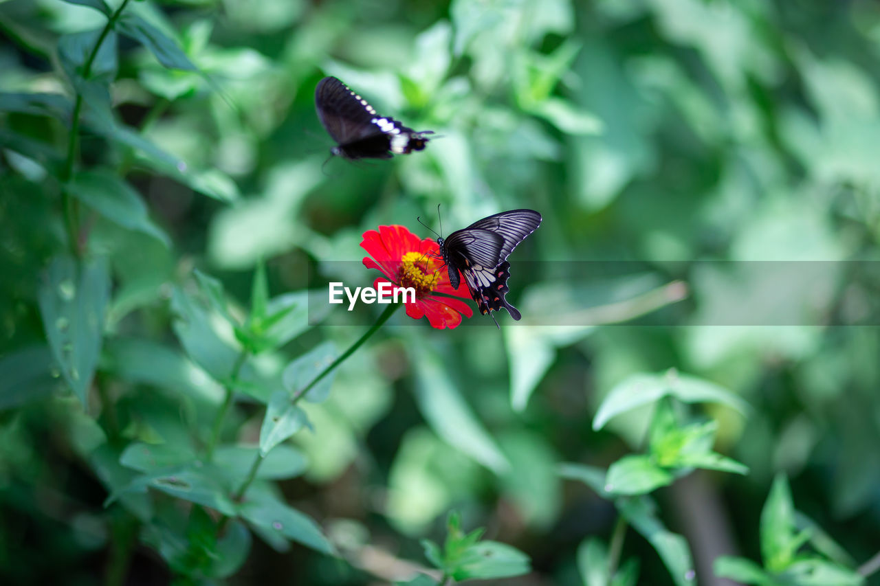 Butterfly on flower