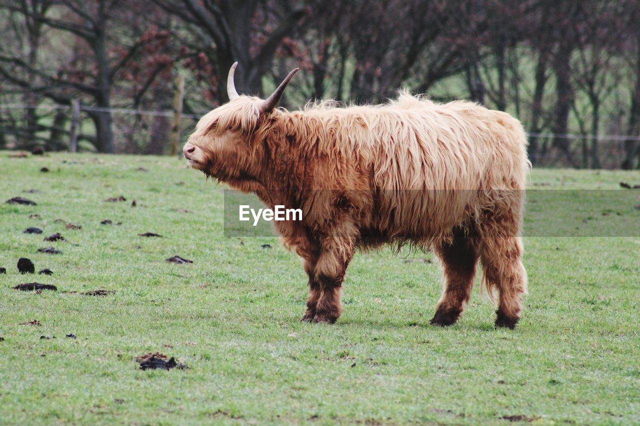 Highlander in a field