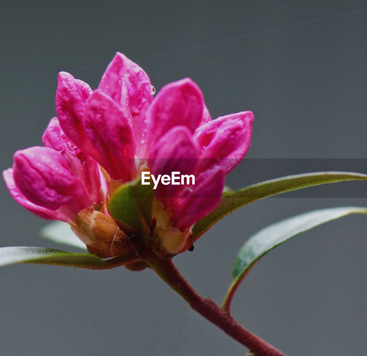 CLOSE-UP OF PINK FLOWERS BLOOMING