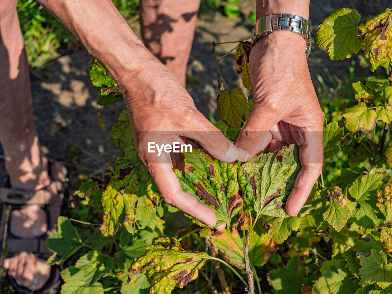 Leaves of currant disease. symptoms of currant leaf damage by blackcurrant aphid