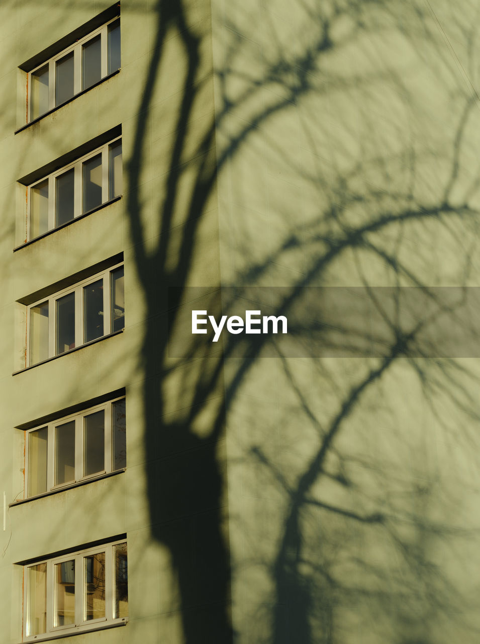 CLOSE-UP OF TREE AGAINST BUILDING