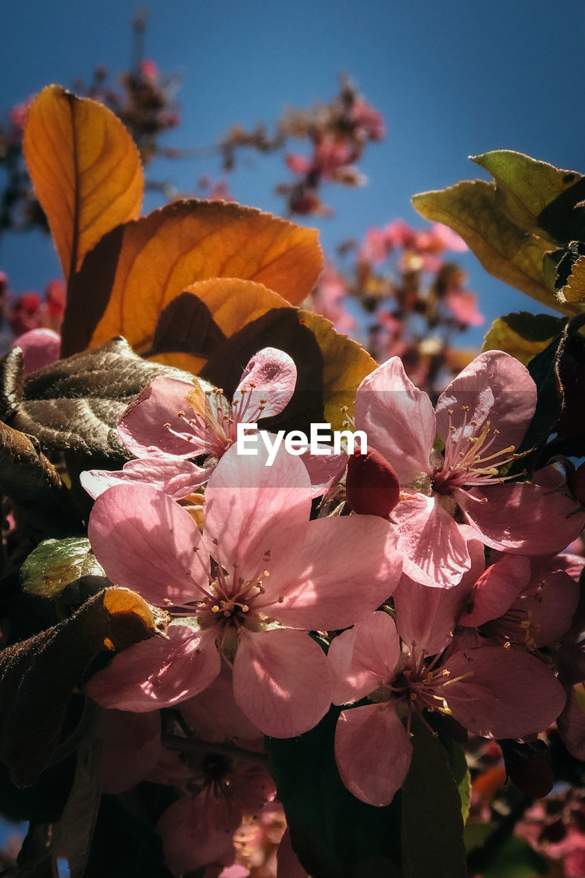 CLOSE-UP OF CHERRY BLOSSOMS