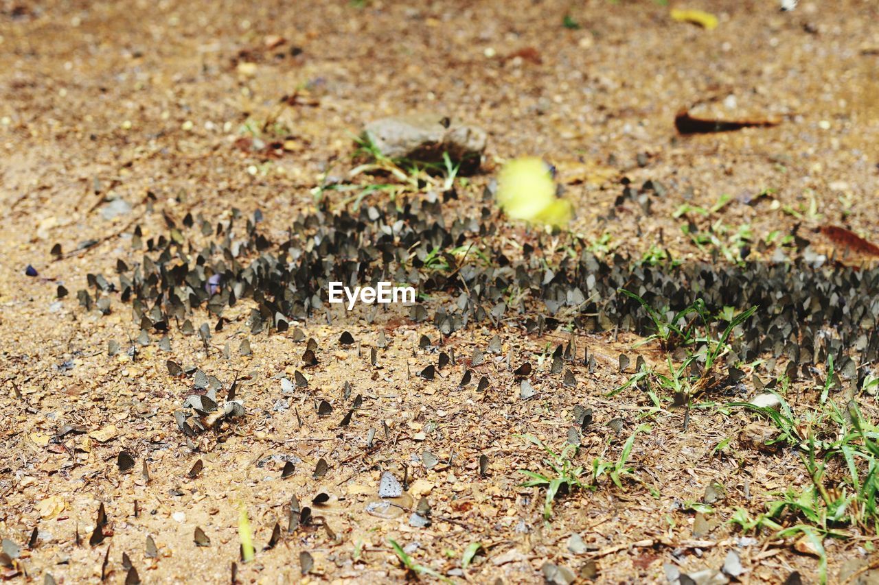 CLOSE-UP OF ANT ON GROUND