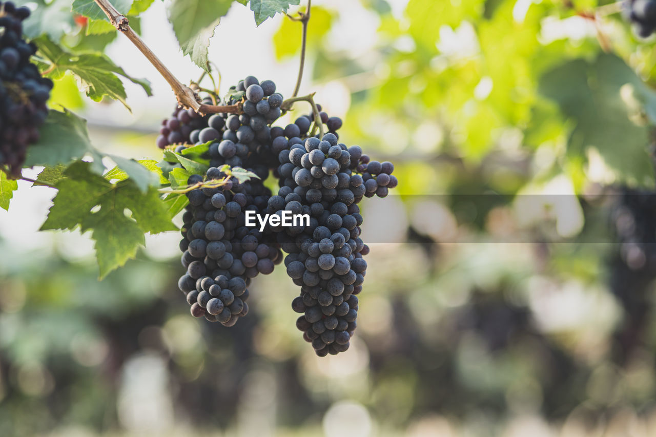 Close-up of grapes growing in vineyard