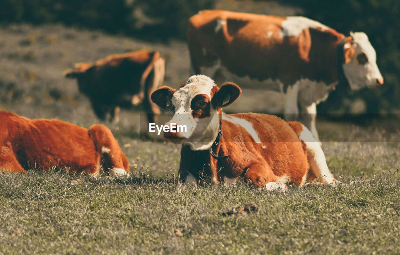 Cows in a field