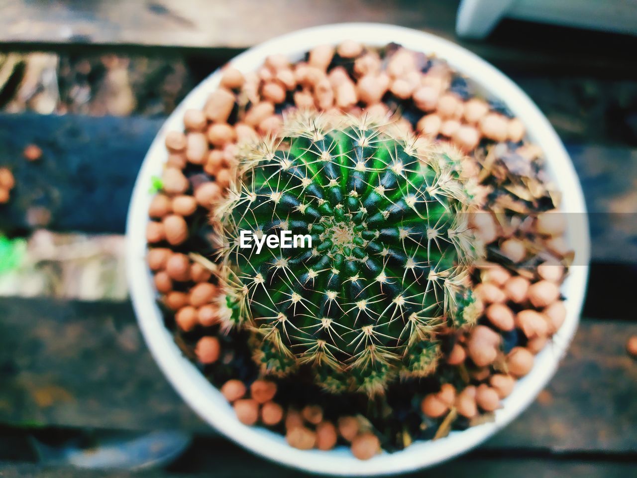 High angle view of succulent plant in pot