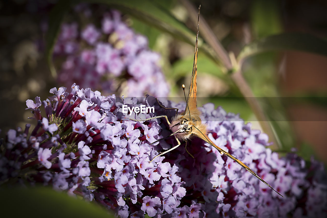 CLOSE-UP OF INSECT ON FLOWER