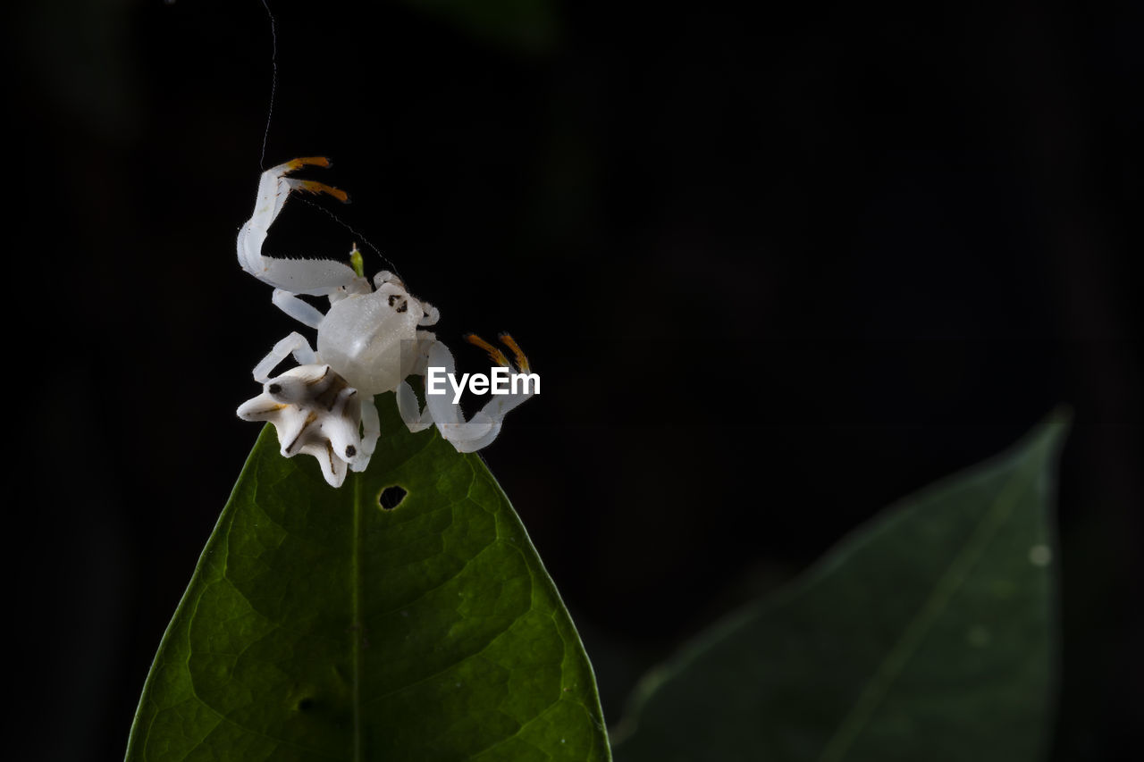 Flower crab spider on black background