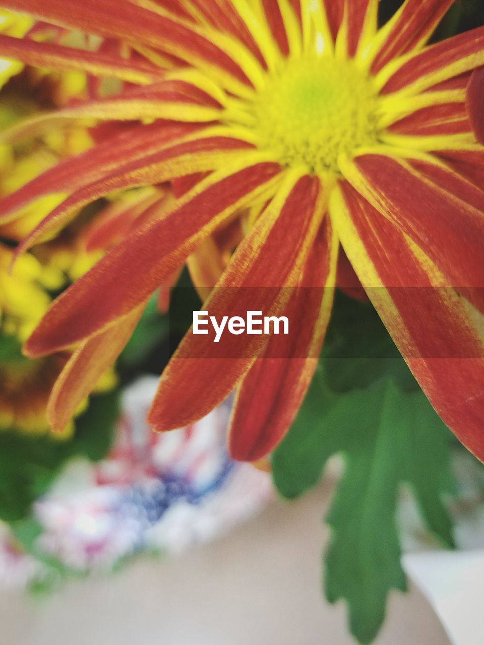 CLOSE-UP OF FLOWERS BLOOMING OUTDOORS