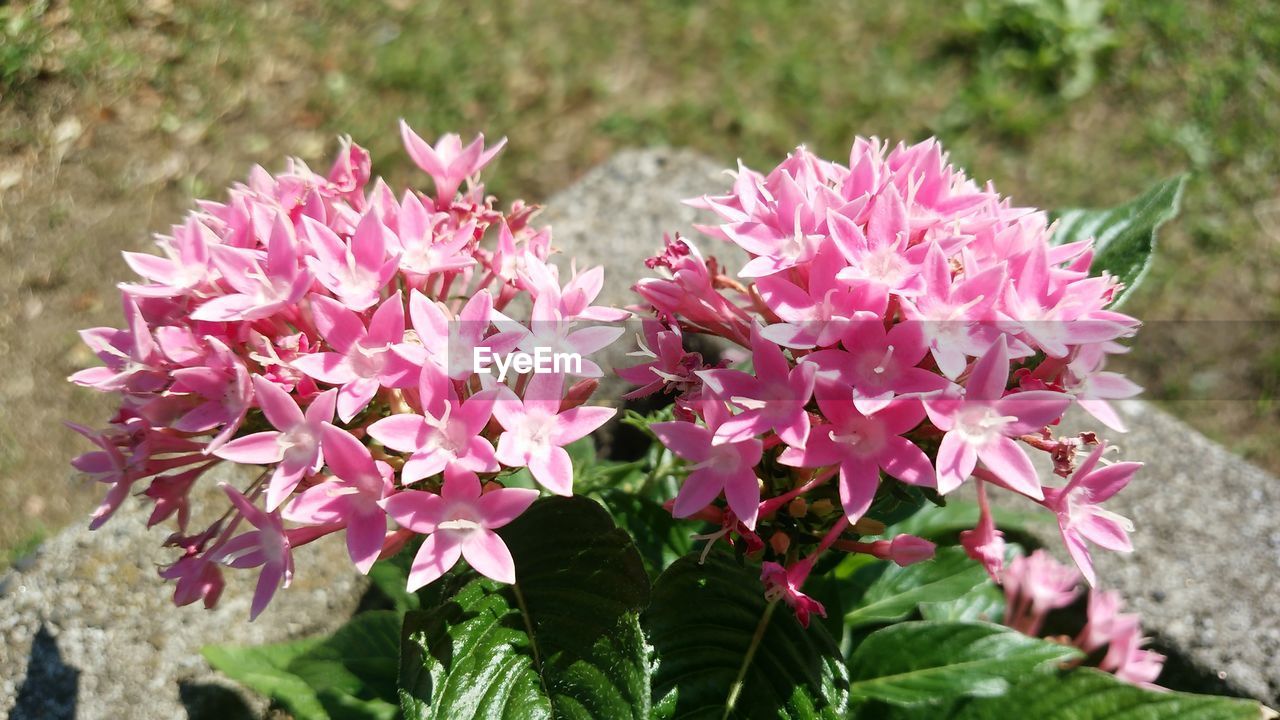 CLOSE-UP OF PINK FLOWER BLOOMING OUTDOORS
