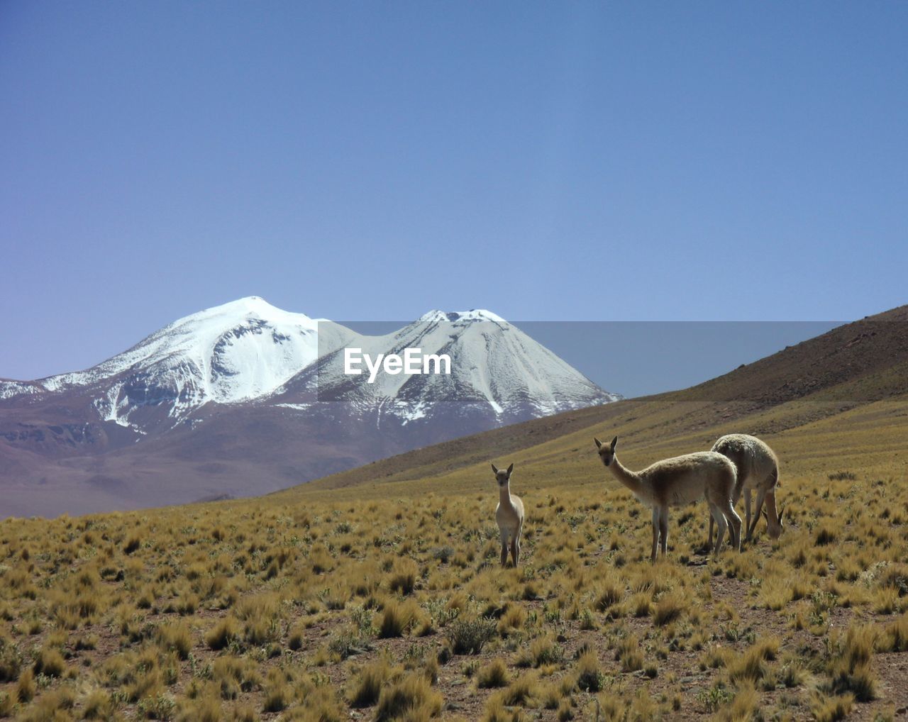 HORSE GRAZING ON DESERT AGAINST CLEAR BLUE SKY