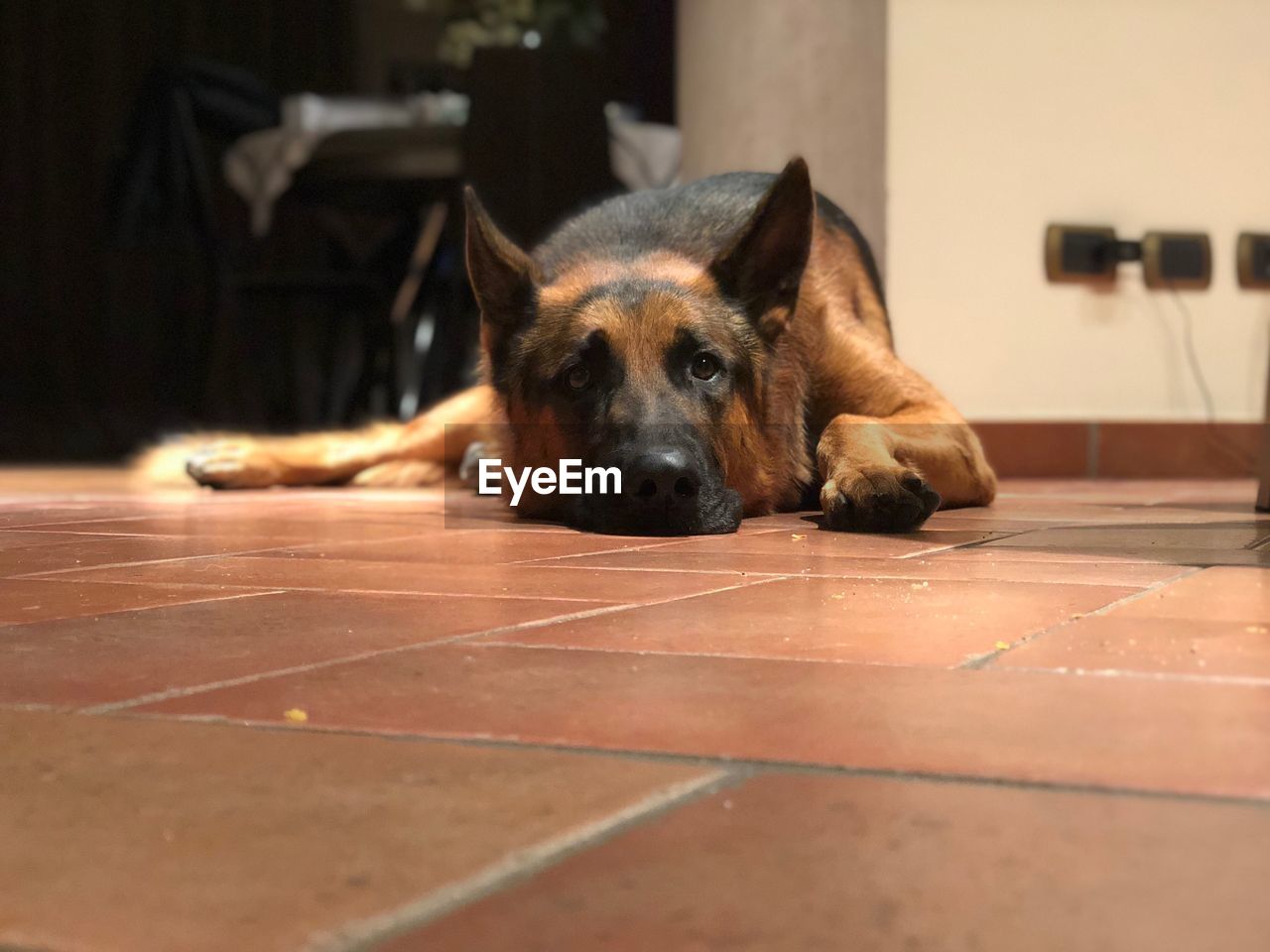 Dog relaxing on tiled floor at home