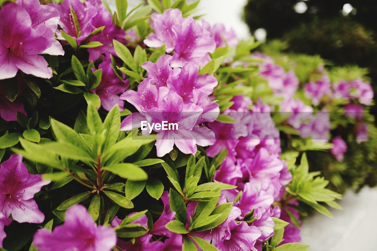 CLOSE-UP OF PINK FLOWERS BLOOMING