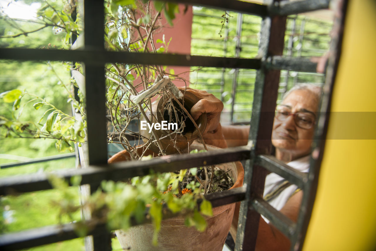 Lady pouring water on a tulsi plant in the morning