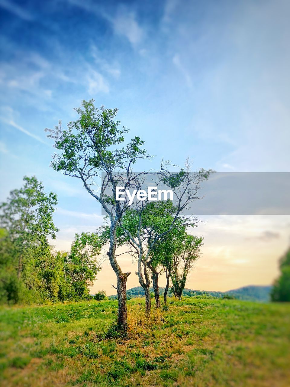 Tree on field against sky