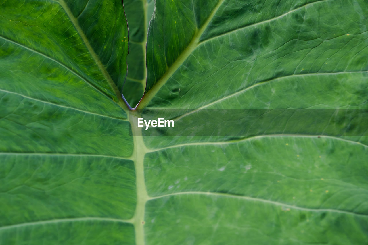 FULL FRAME SHOT OF FRESH GREEN LEAF