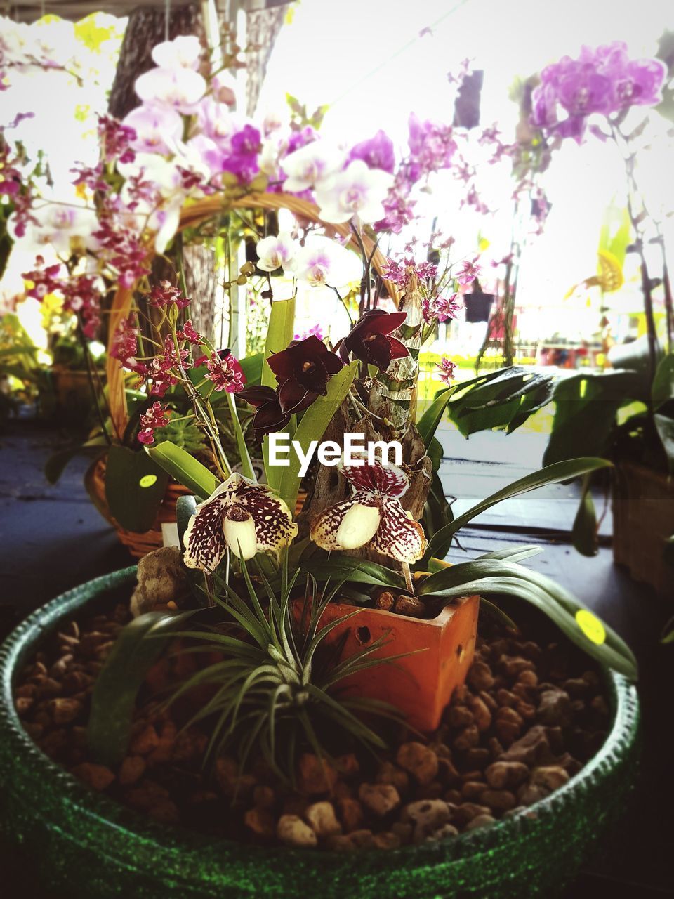 CLOSE-UP OF POTTED FLOWERS