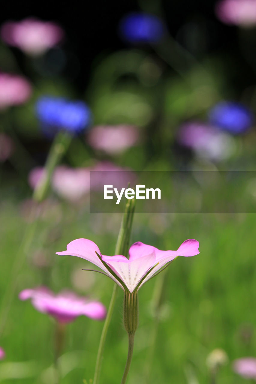 close-up of purple crocus flowers