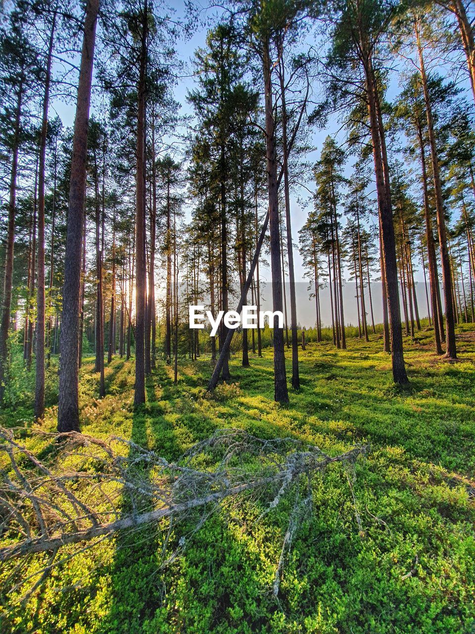 TREES GROWING IN FOREST