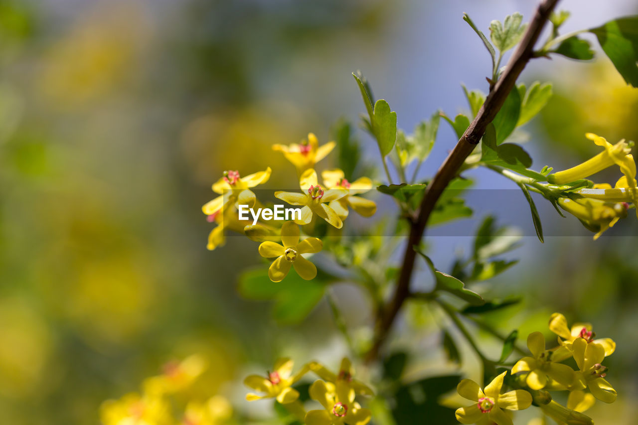 Close-up of yellow flowering plant