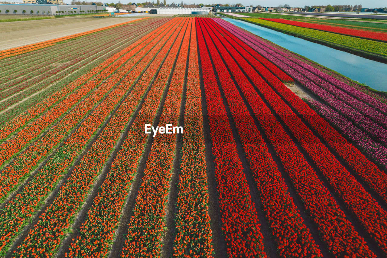 close-up of agricultural field