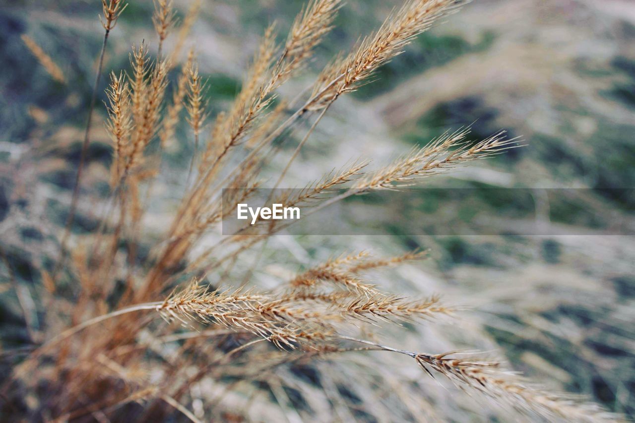 Close-up of wheat growing on field
