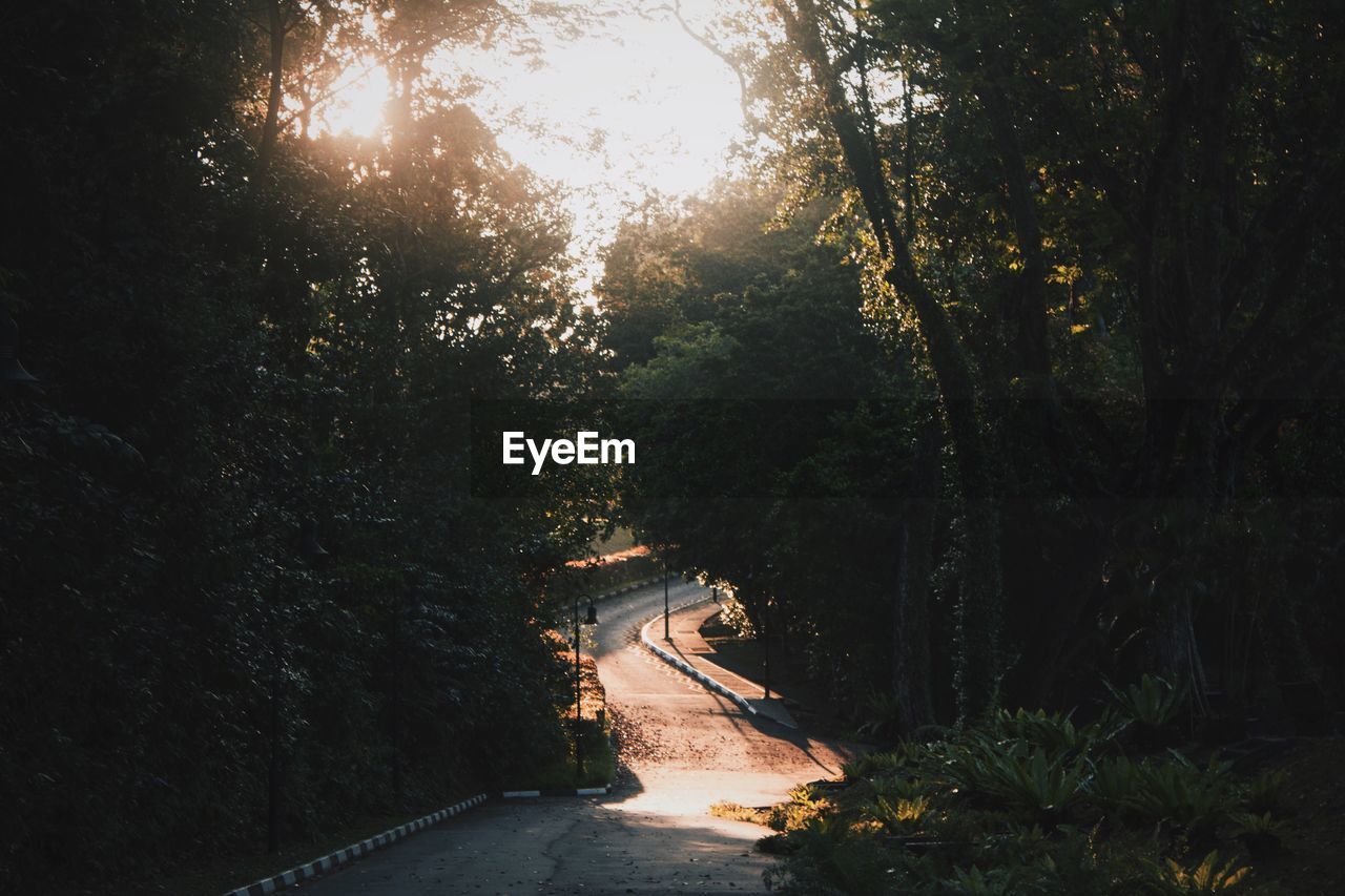 Road amidst trees in forest